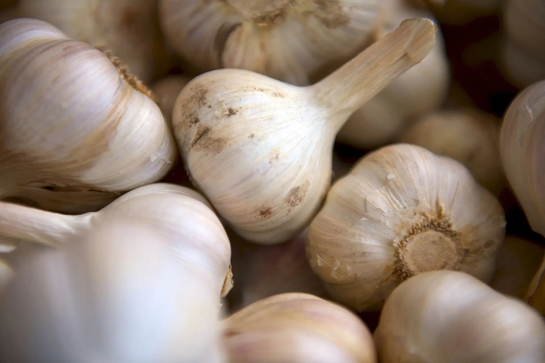 A pile of freshly cured garlic bulbs with papery wrappers