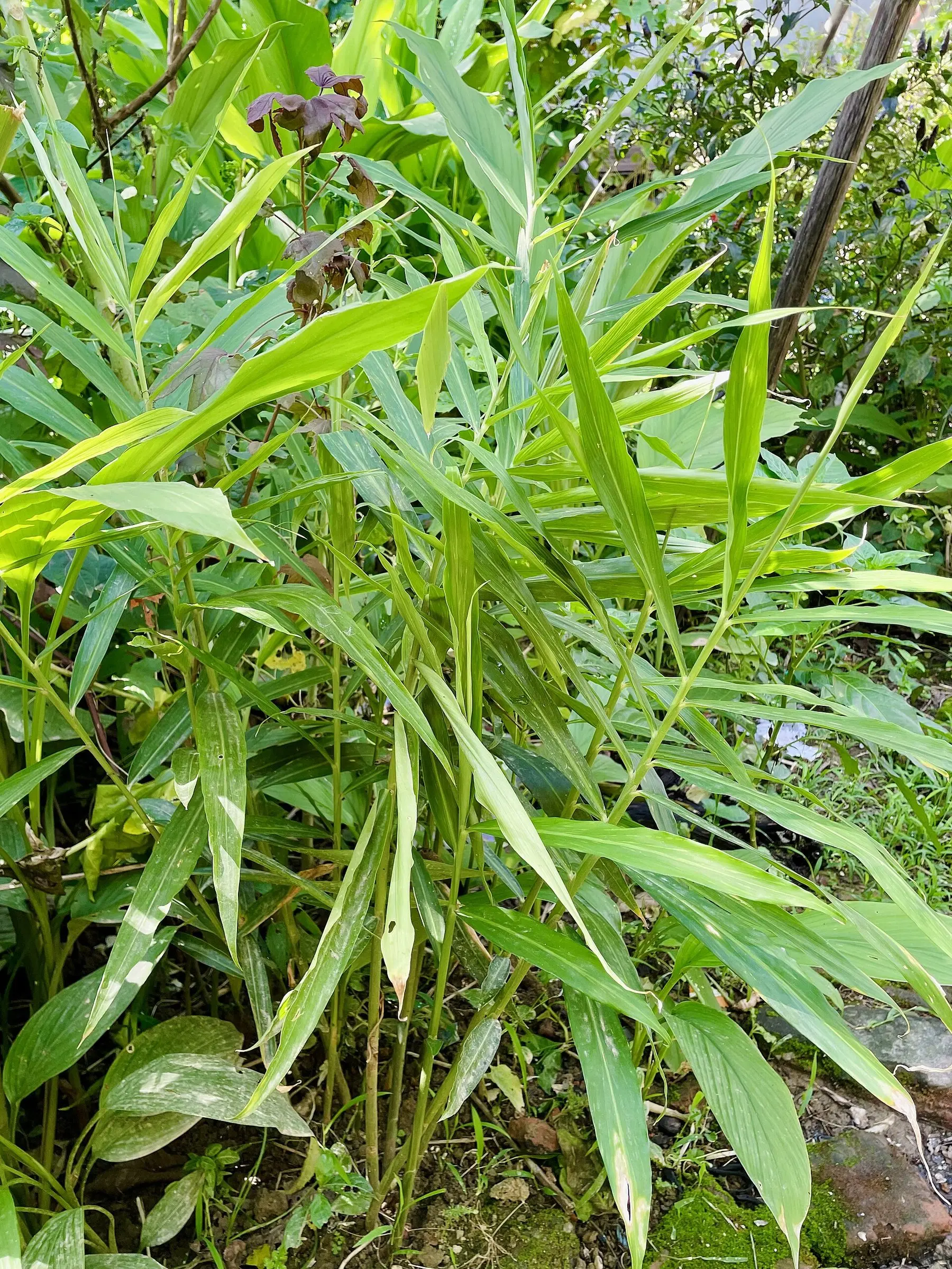 A clump of green ginger stalks growing in a backyard herb garden