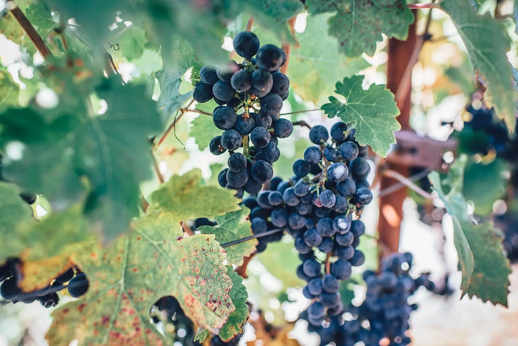A bunch of dark grapes hanging under the vine's foliage