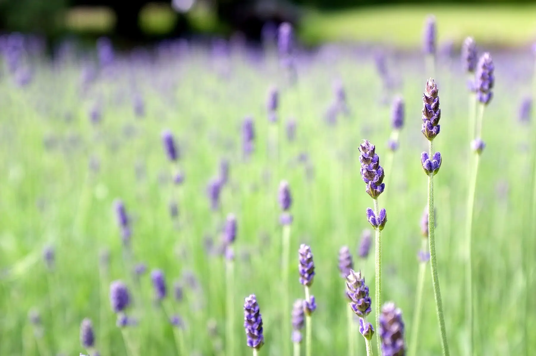 Lavender flower spikes in bloom