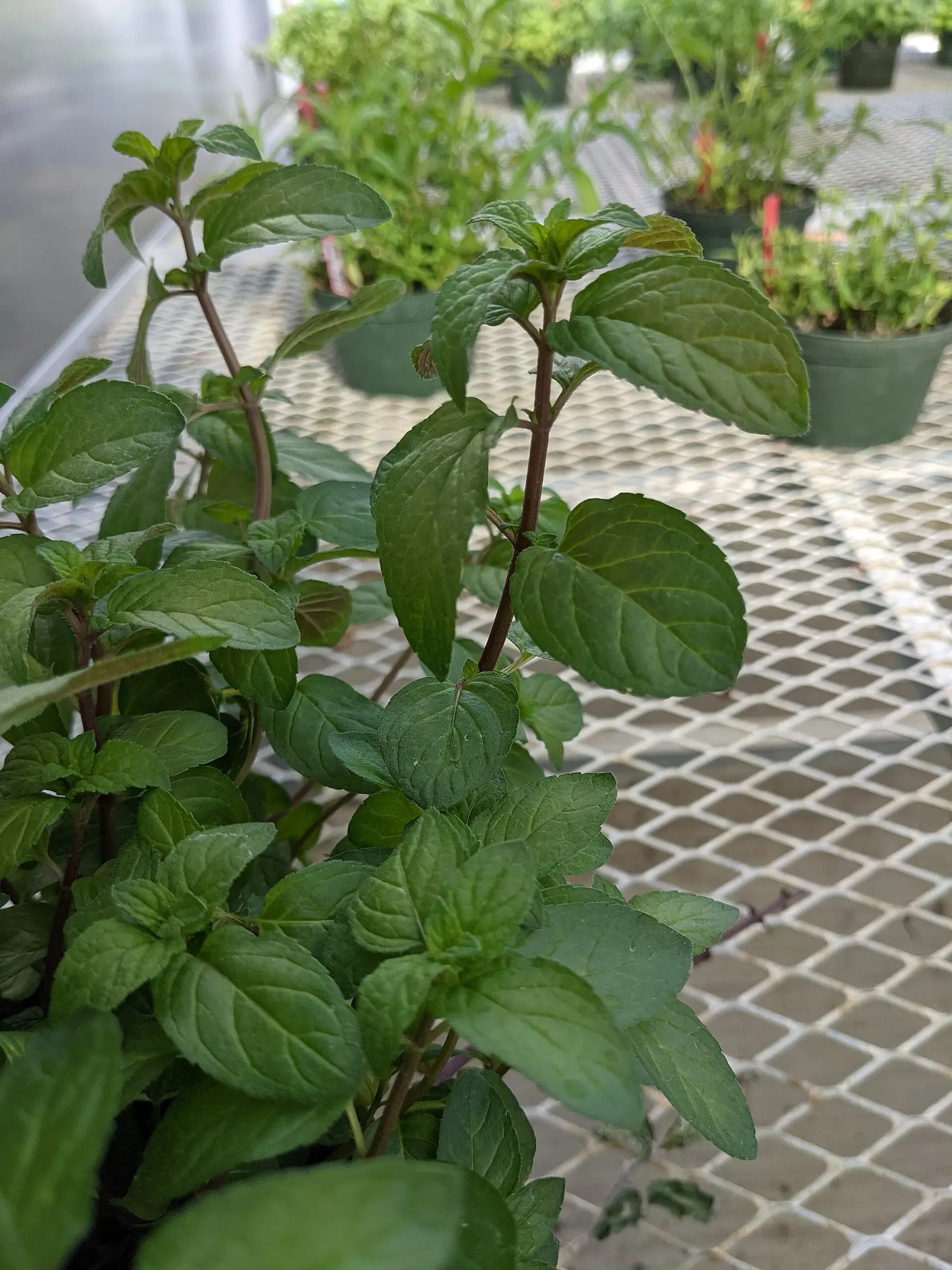A mint plant in full leaf growing against a fence