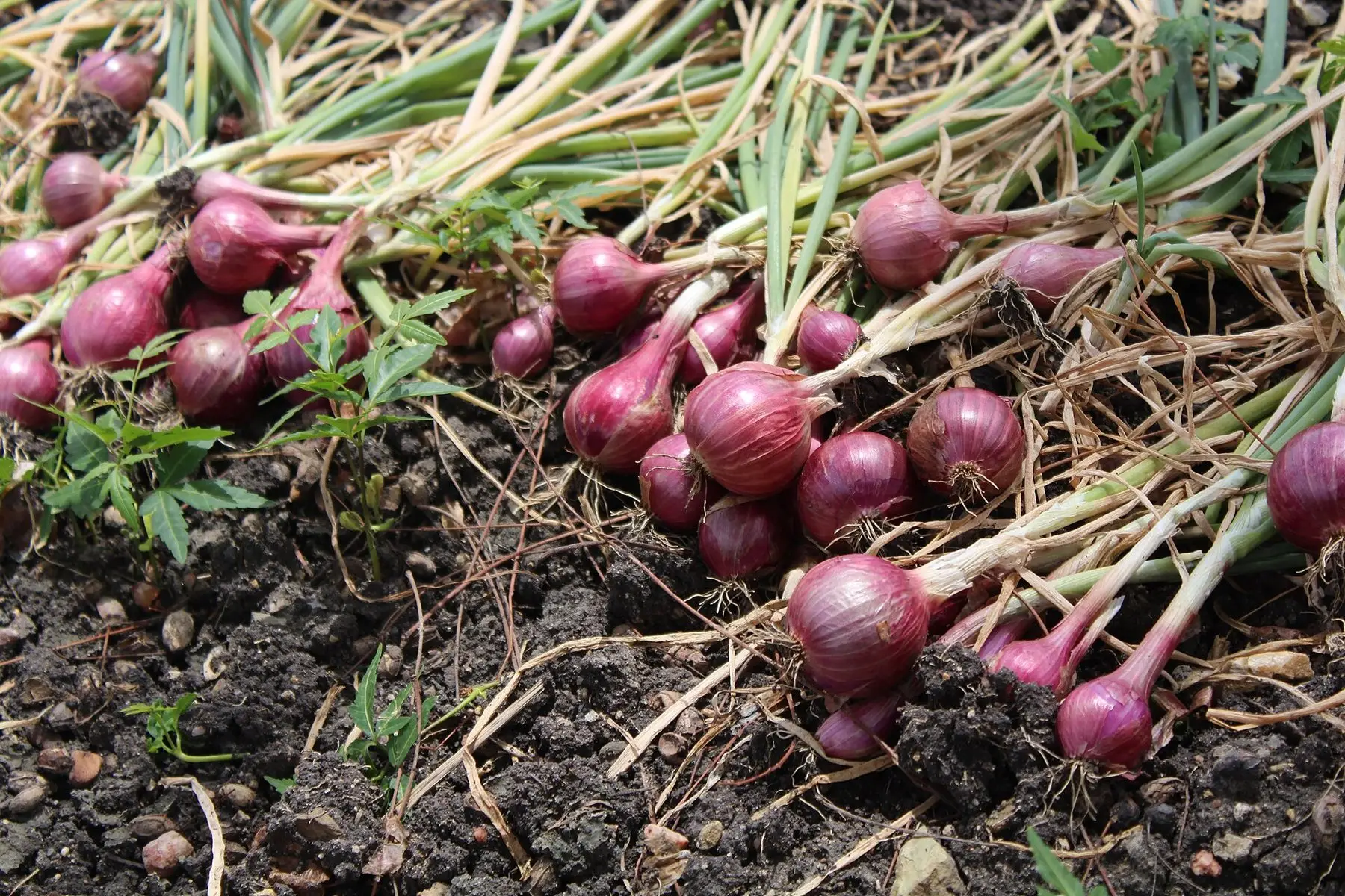 Red onions lifted from the bed and drying on the soil with their tops still attached