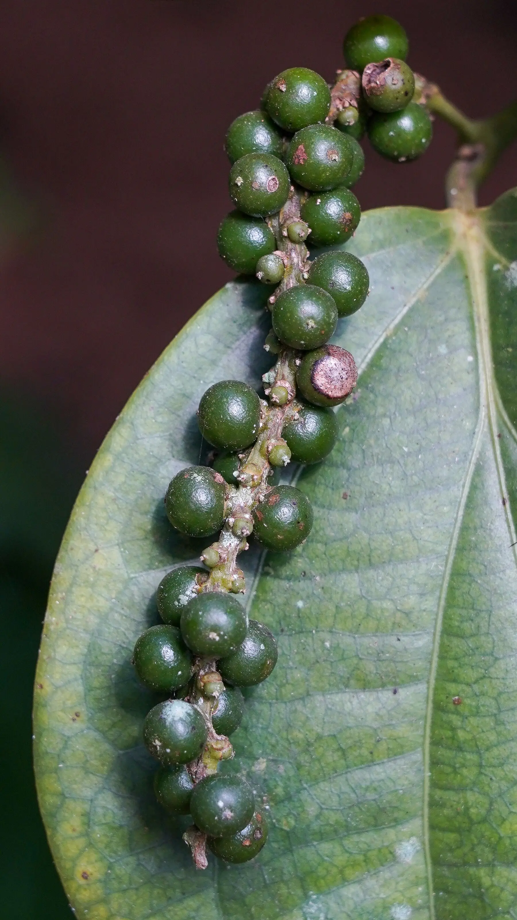 Green peppercorns ripening on a spike of a pepper vine