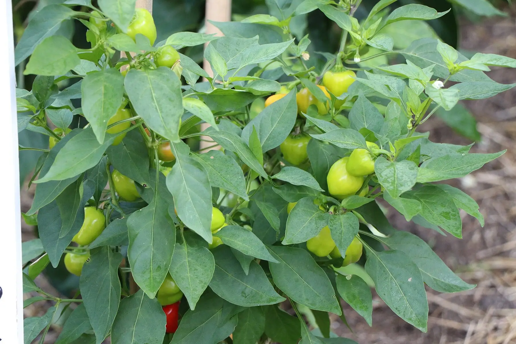 Peppers ripening from green to red on a leafy plant