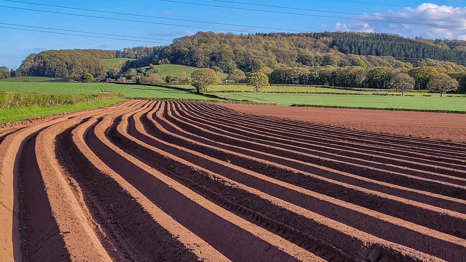 Ridged rows in a newly planted potato field, the shape earthing up creates