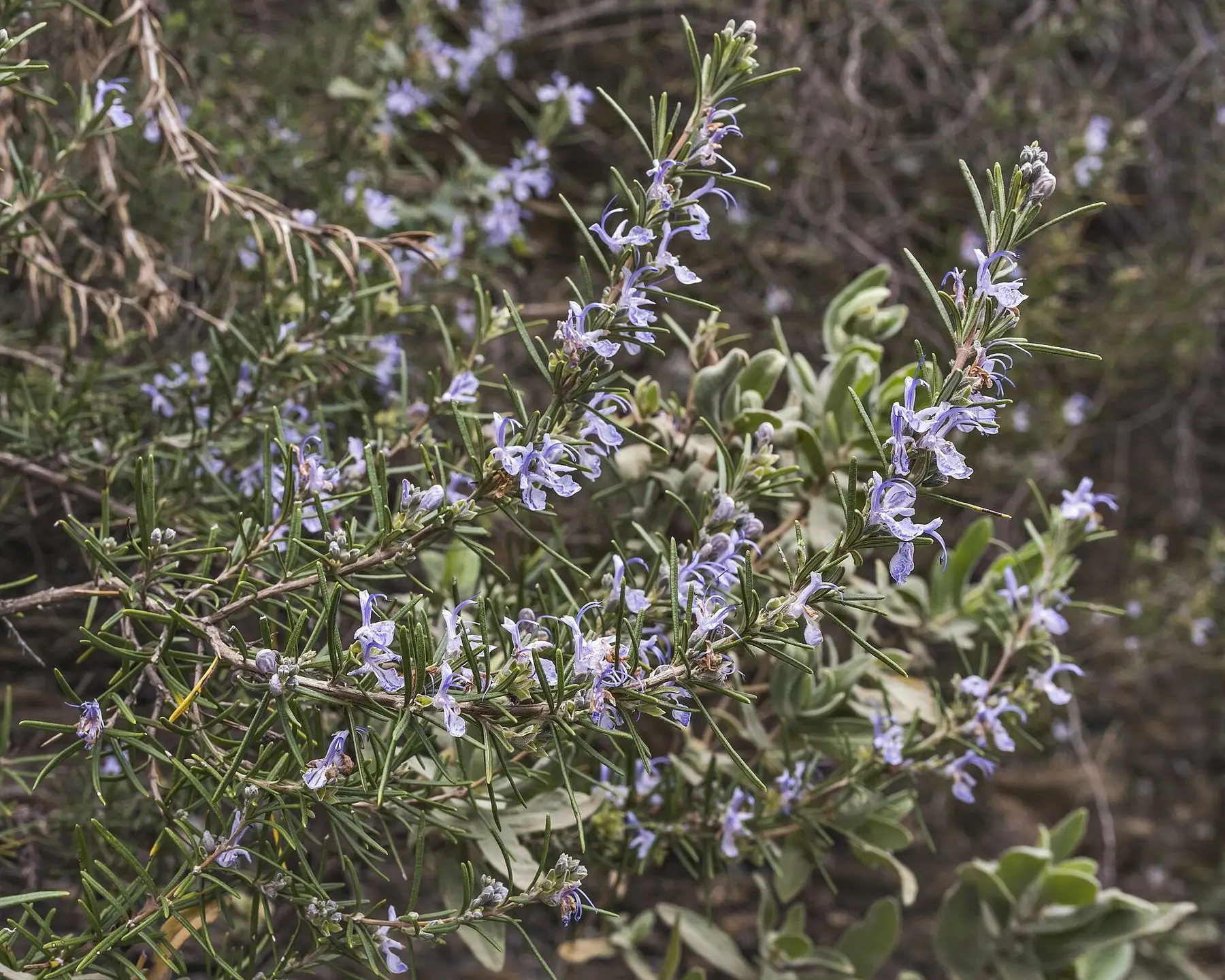 A rosemary shrub in flower on dry stony ground