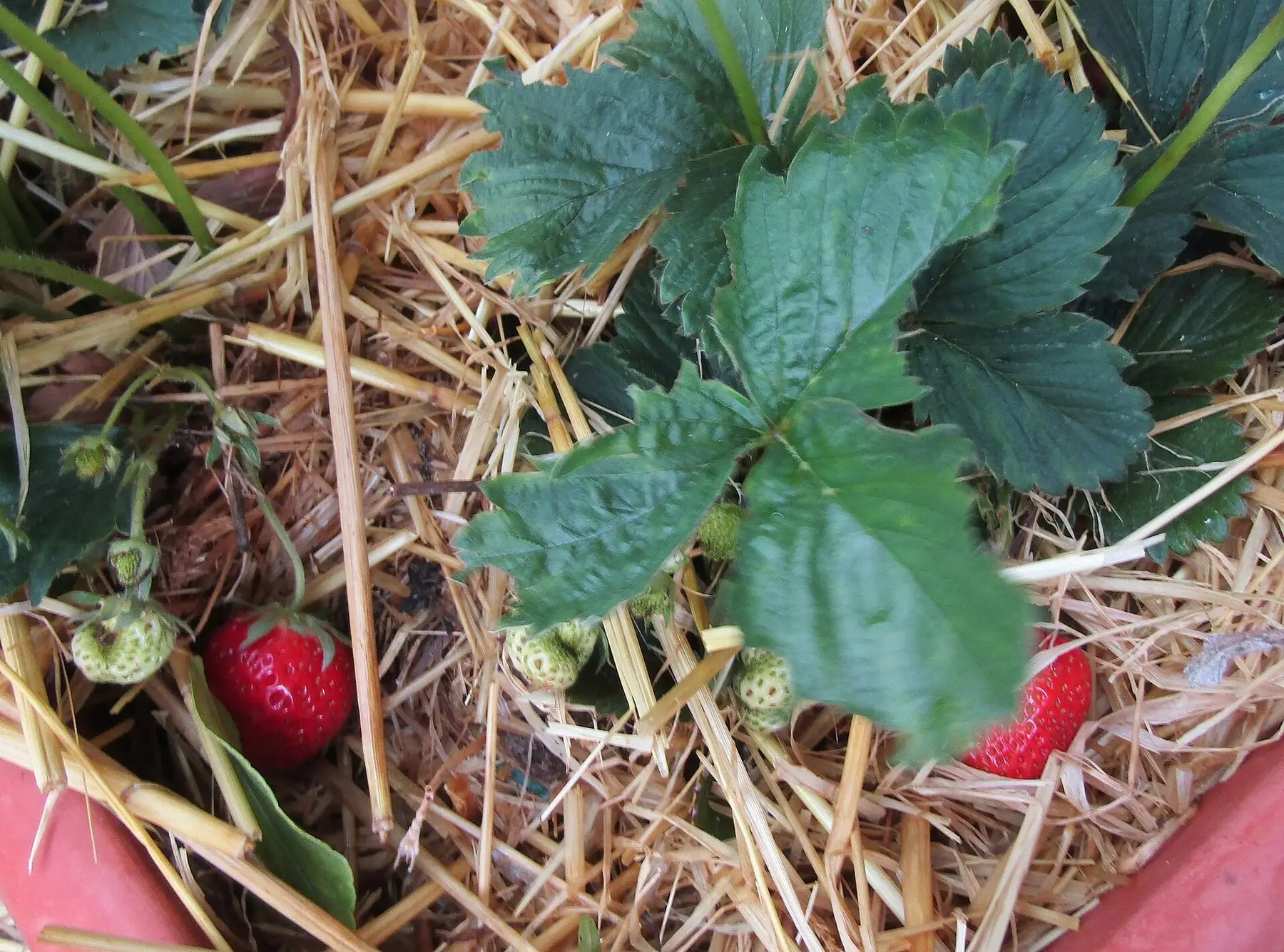 A strawberry plant with ripe red fruit growing among its leaves