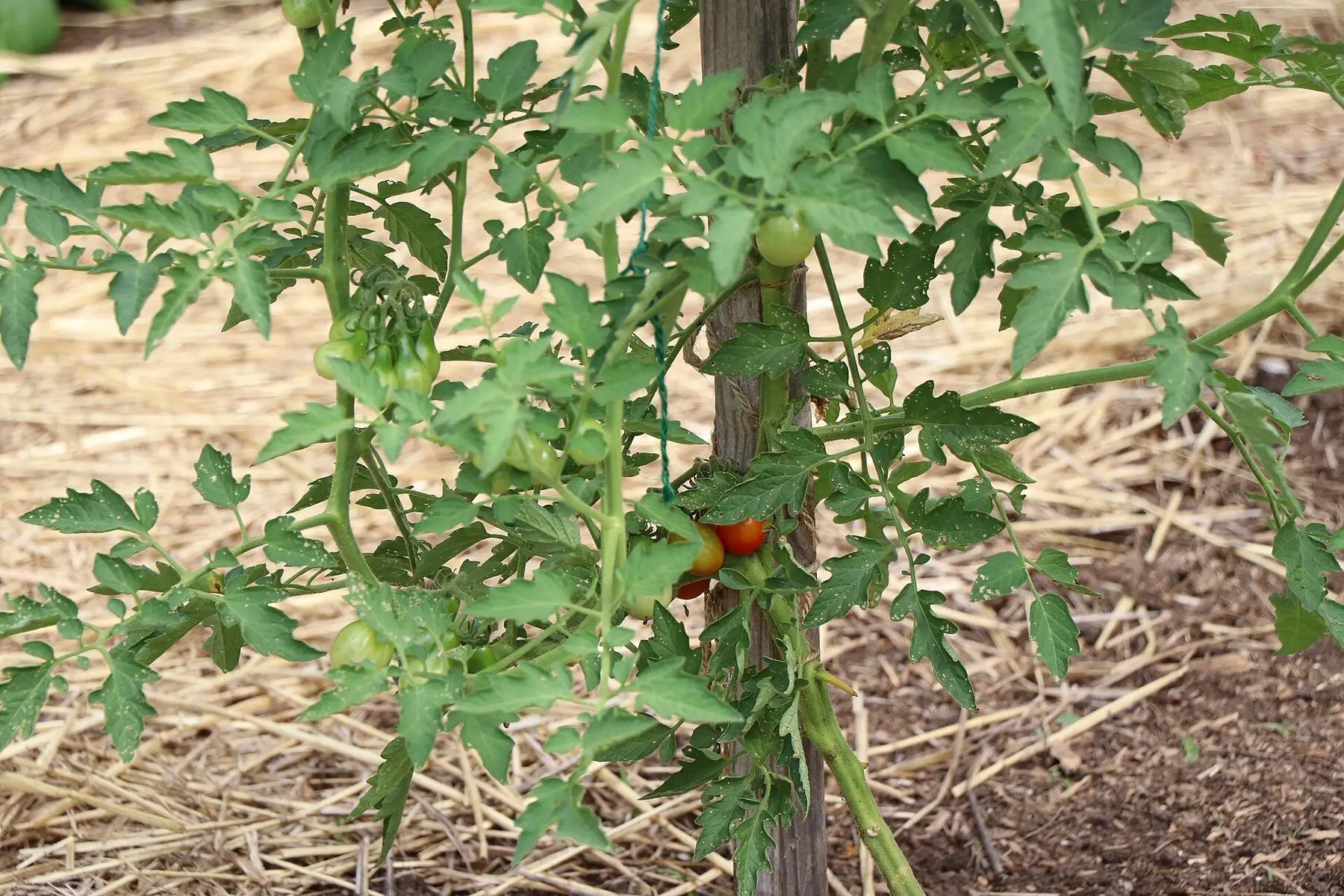 A tomato plant tied to a wooden stake over straw mulch, carrying green and ripening fruit