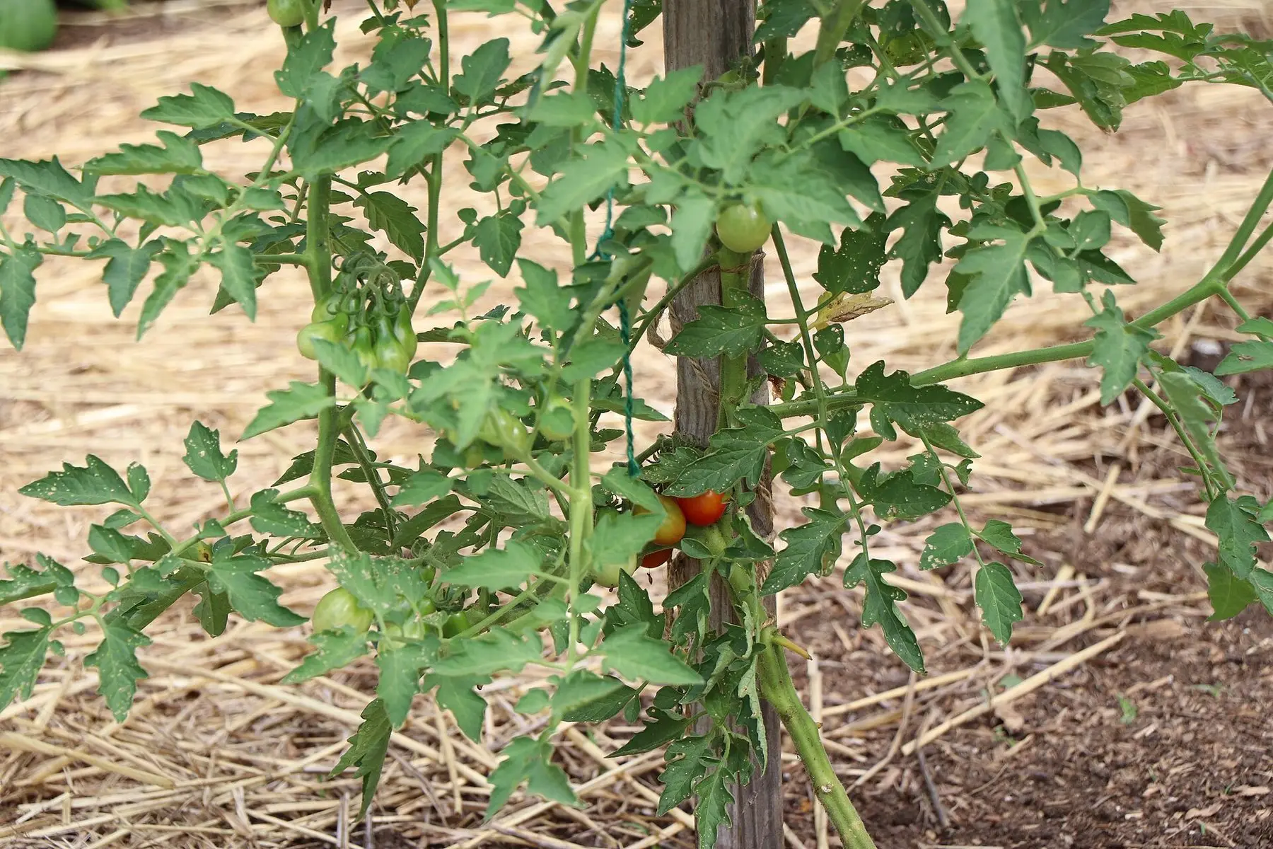 A tomato plant tied to a wooden stake over straw mulch, carrying green and ripening fruit