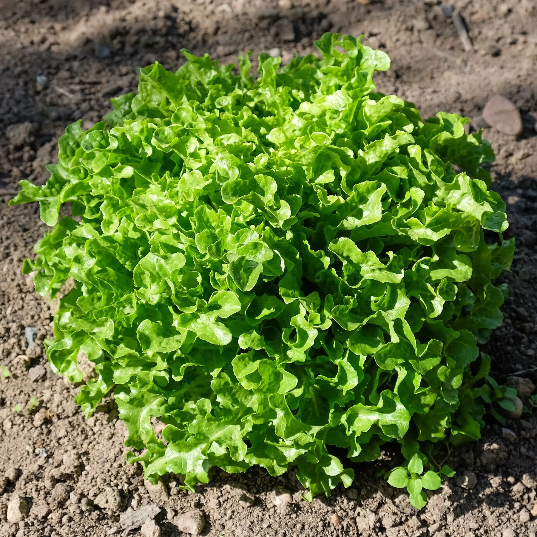 A loose-leaf lettuce plant growing in bare soil