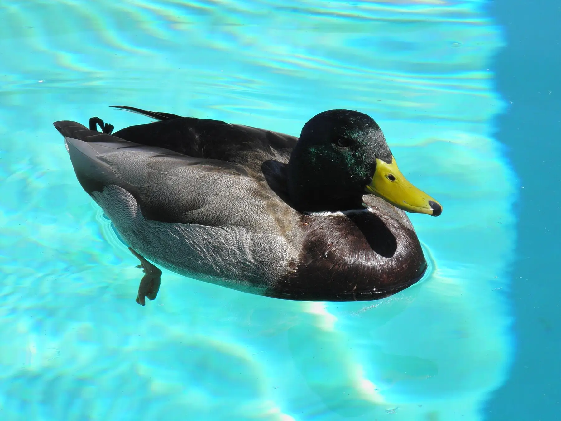 A mallard swimming in a blue swimming pool