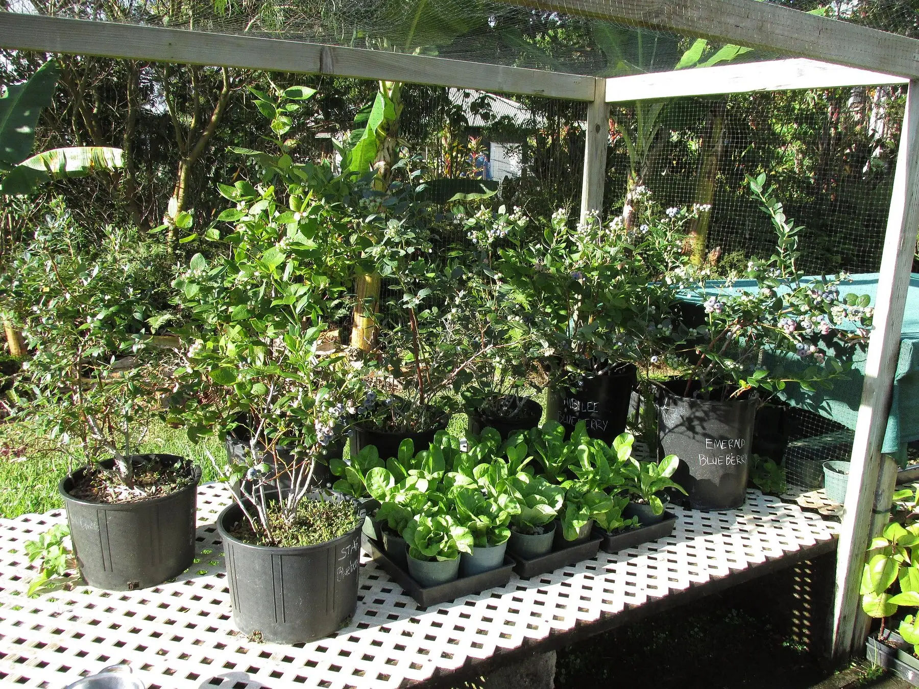 Blueberry bushes growing in containers under a shade frame