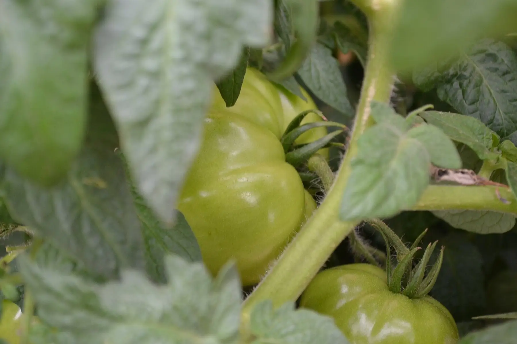 Unripe green tomatoes hanging on the vine