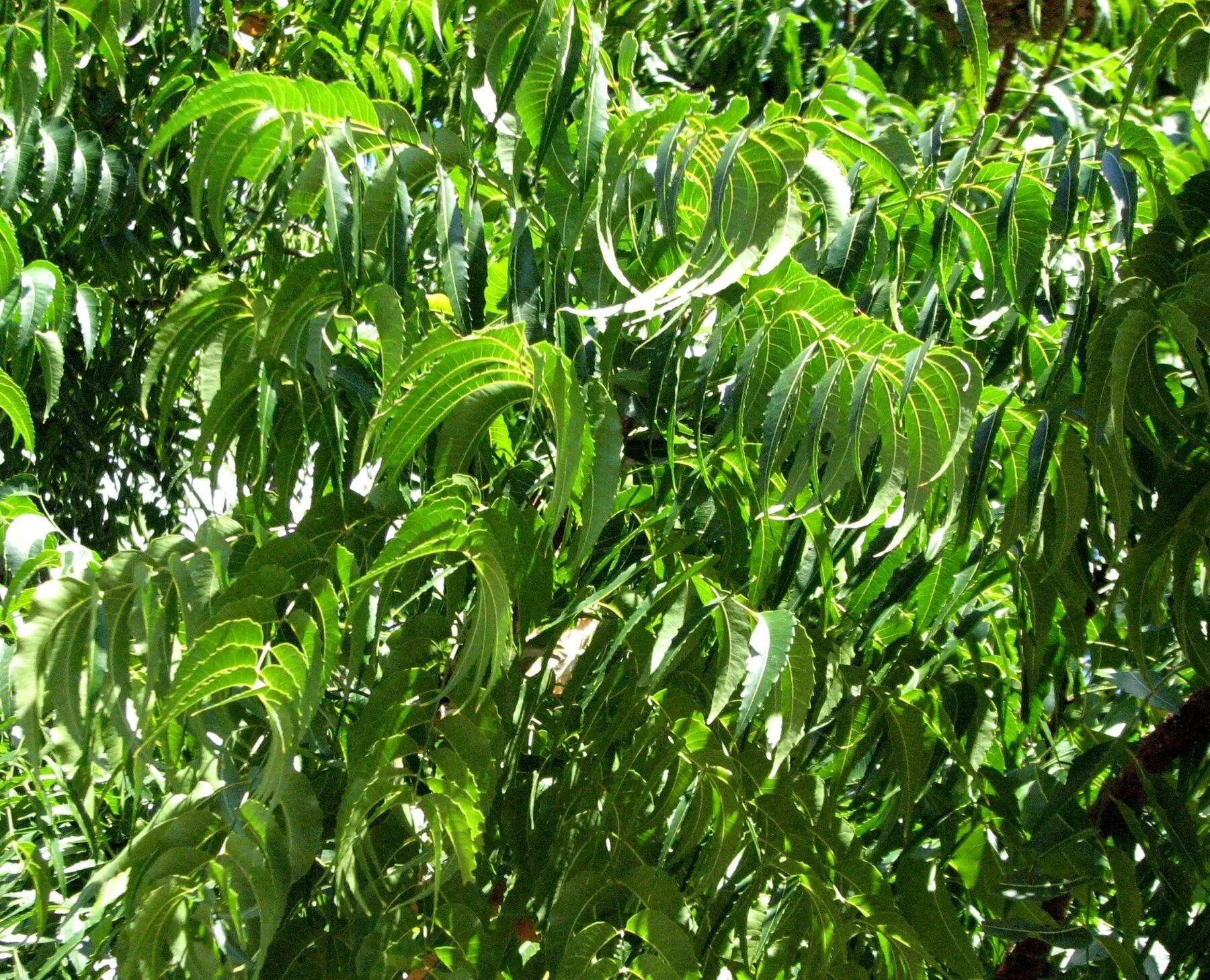 Sunlit foliage of a neem tree, Azadirachta indica
