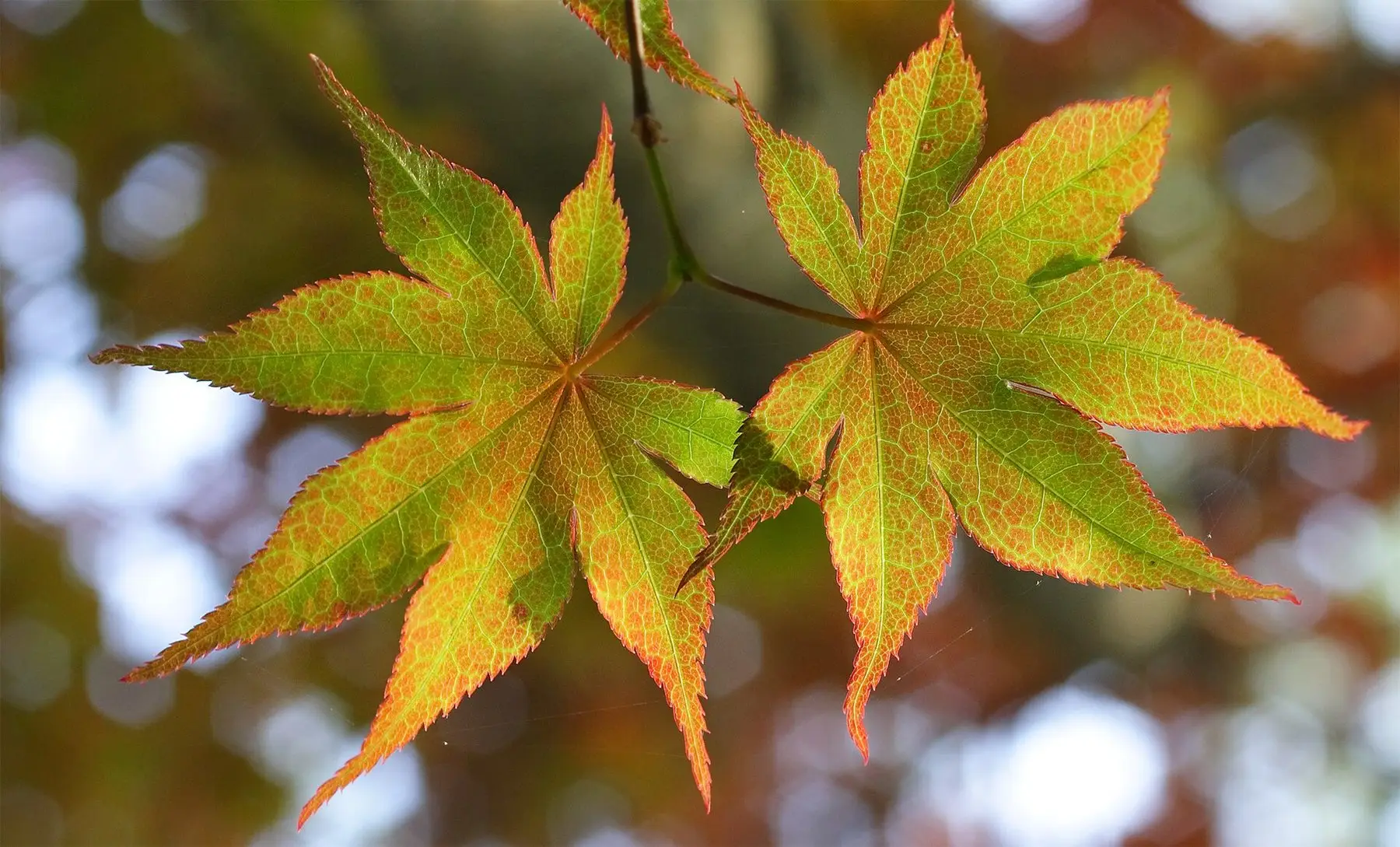 Japanese maple leaves turning from green to orange against the light