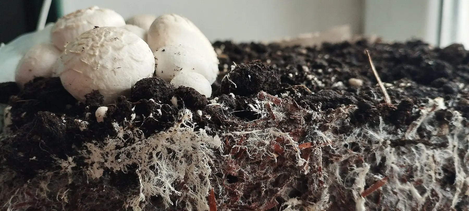 Mushrooms growing in dark substrate threaded with white mycelium