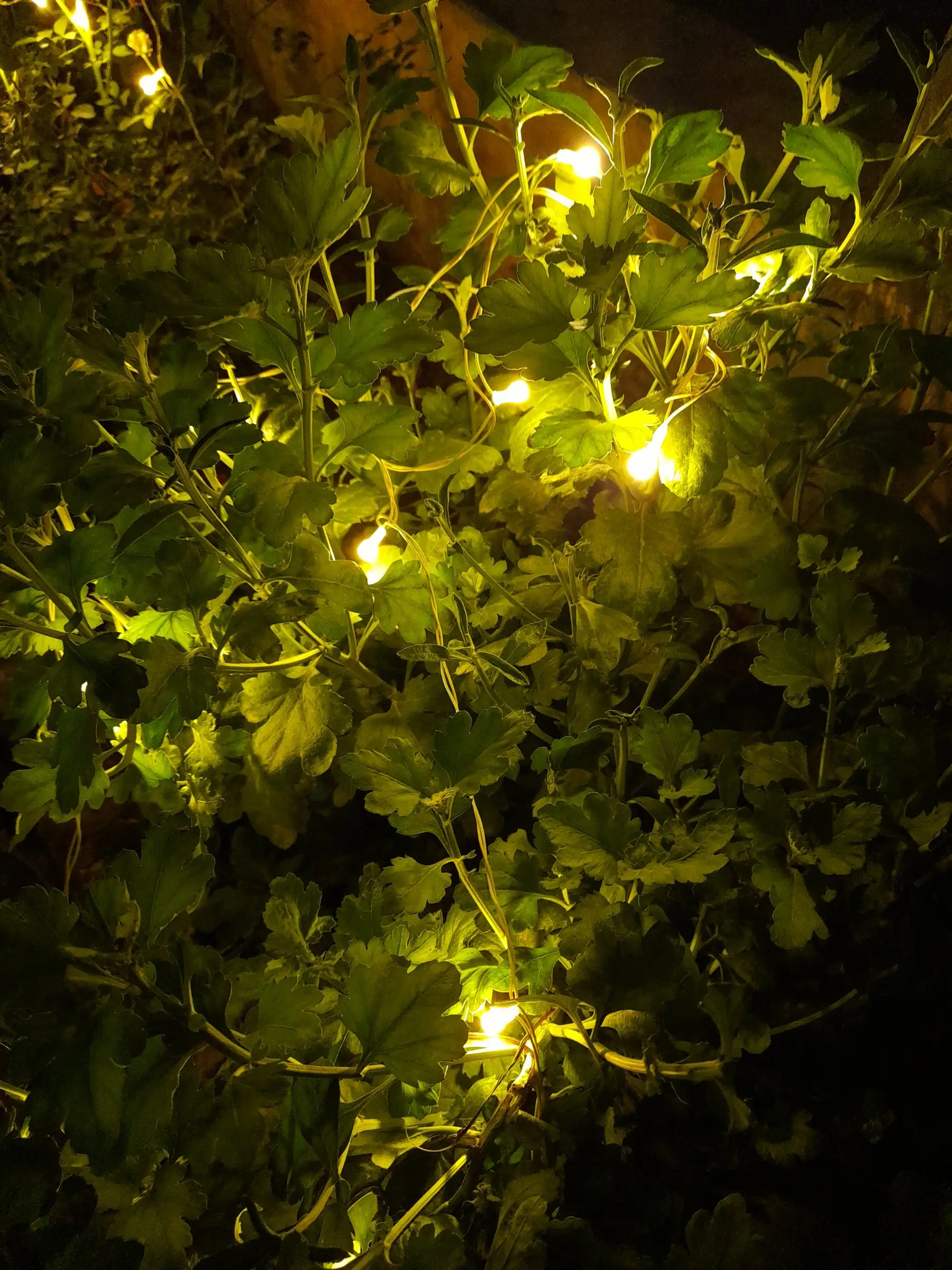String lights woven through garden foliage, lit at night