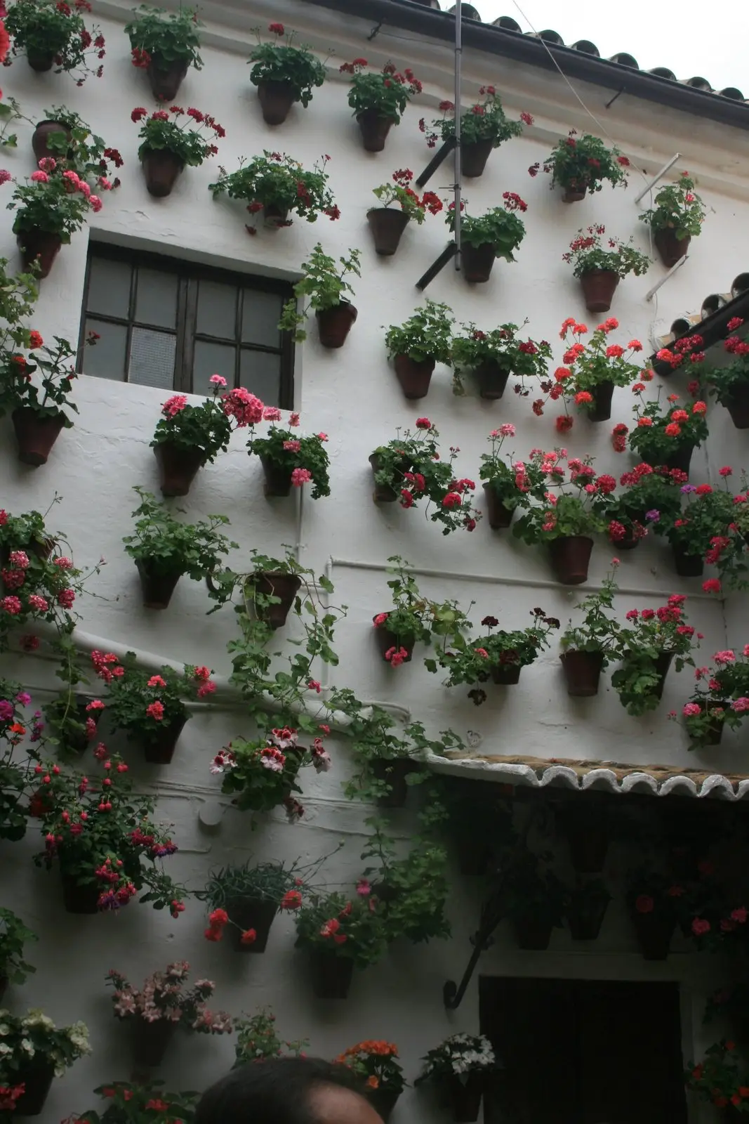 A courtyard wall covered in potted geraniums in Córdoba, Spain