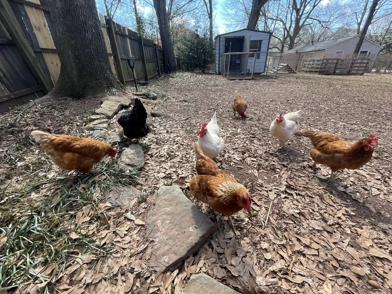Backyard hens foraging over wood chips beside their coop