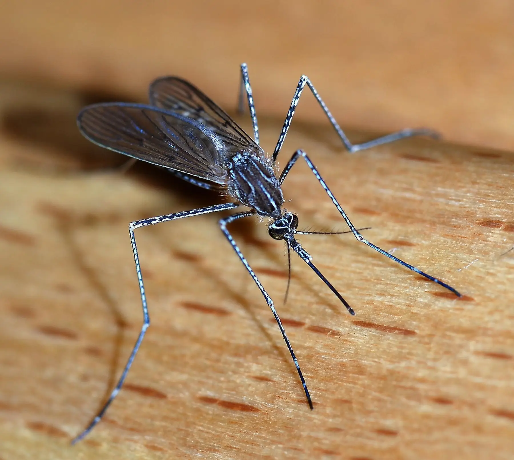 Close-up of a mosquito resting on a wooden surface