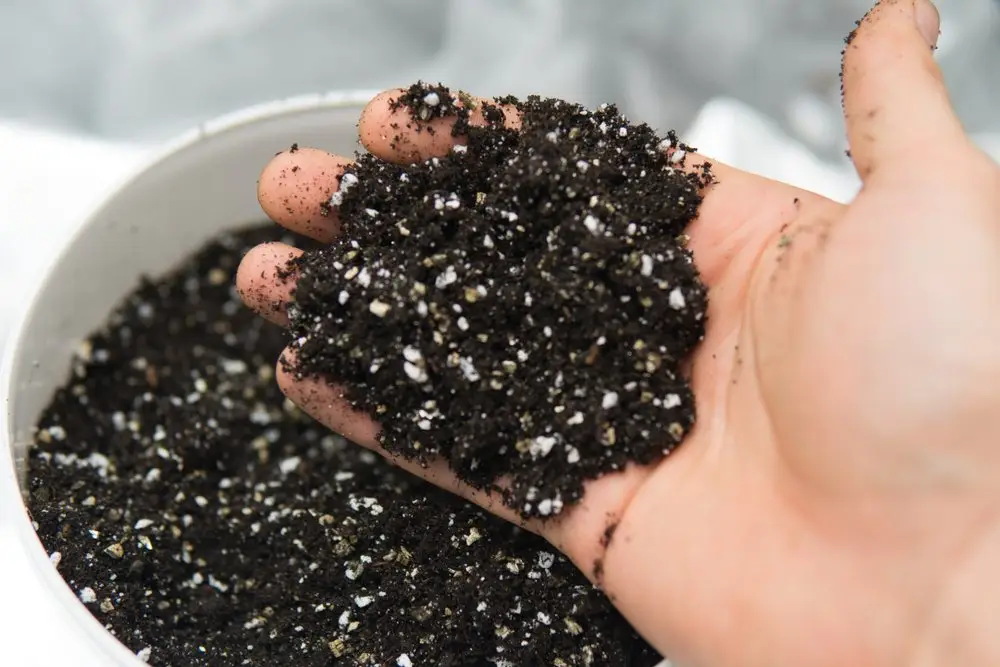 A handful of dark potting mix with white perlite granules visible through it
