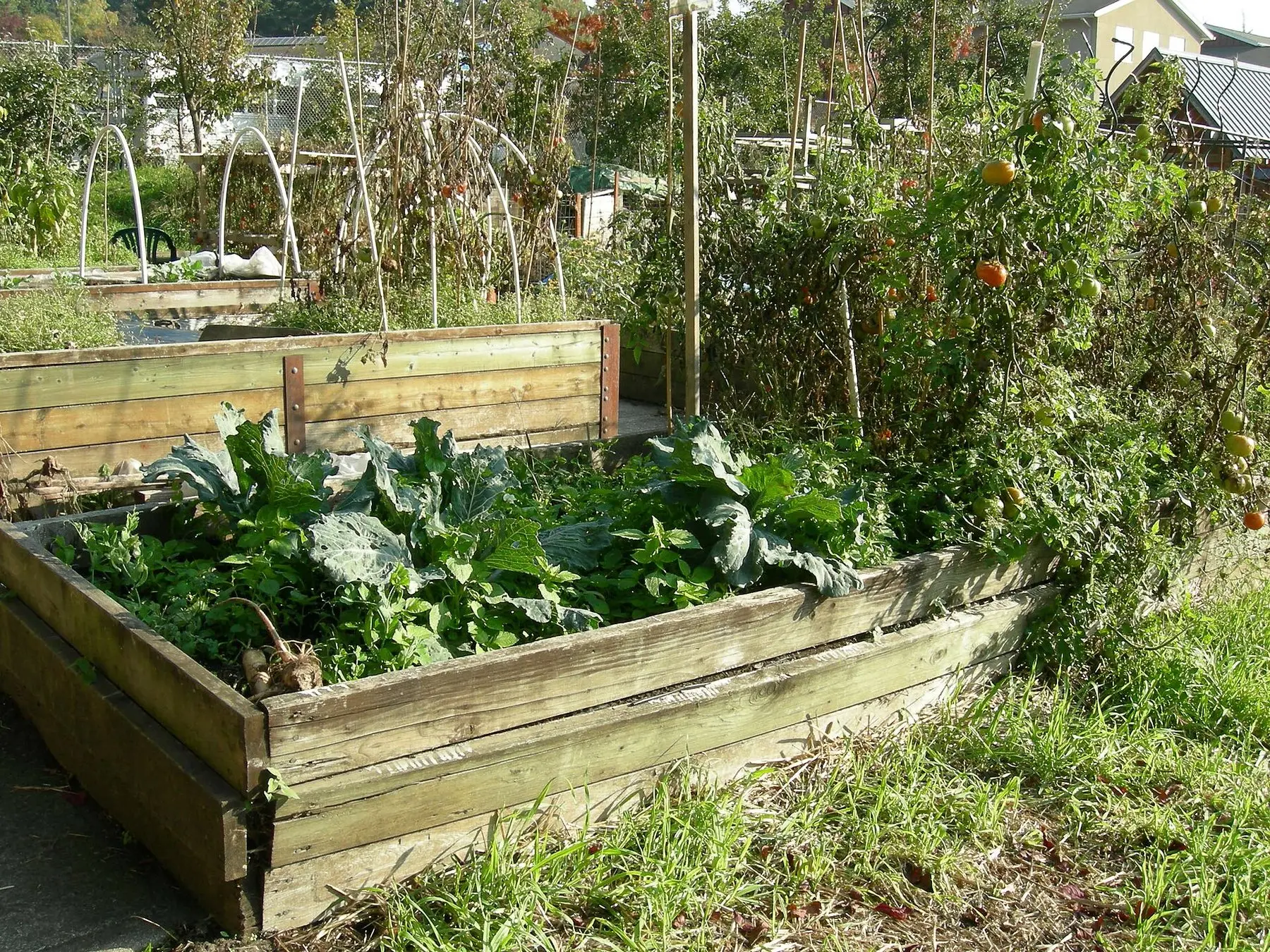 Timber raised beds planted with vegetables at a community garden