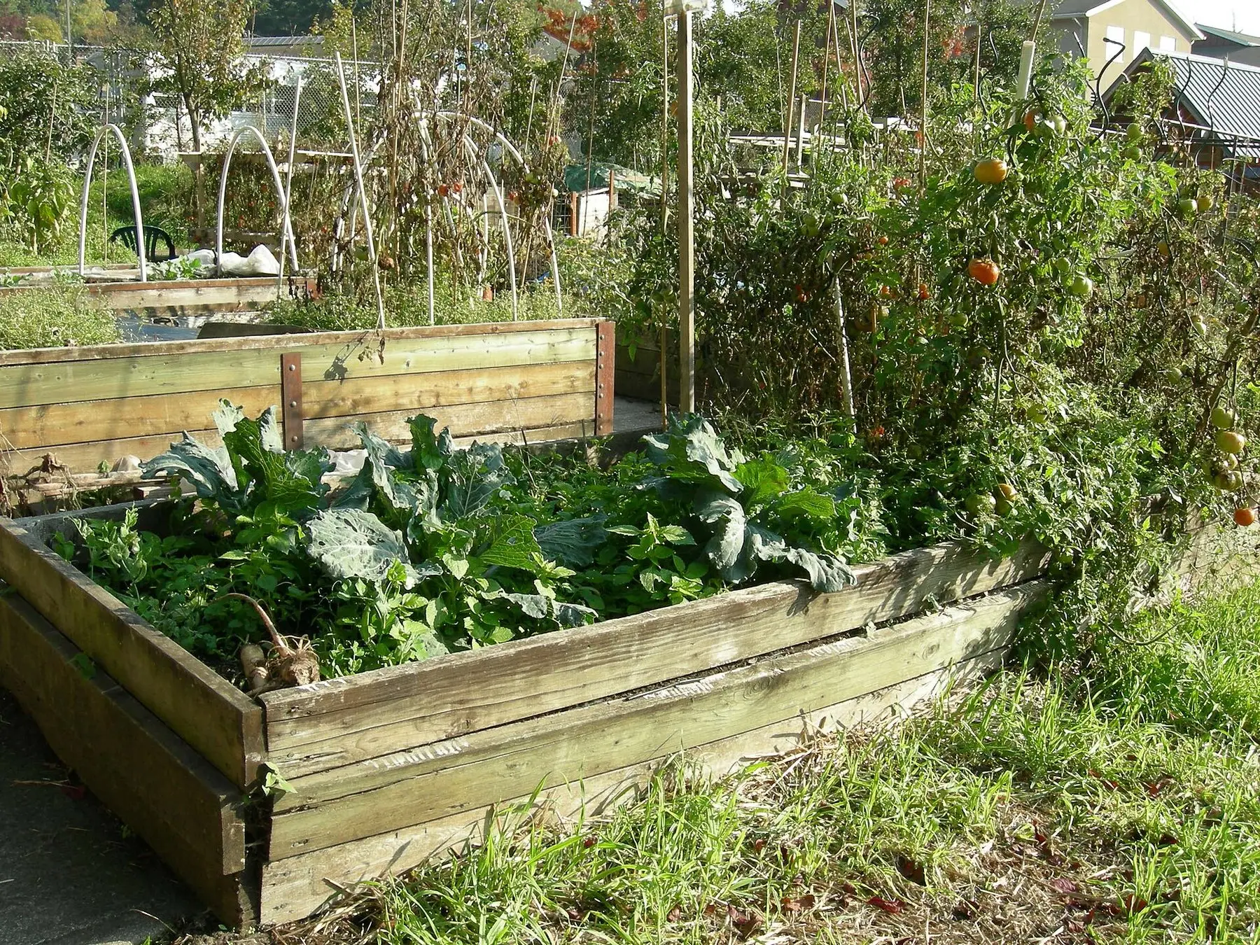Timber raised beds planted with vegetables at a community garden