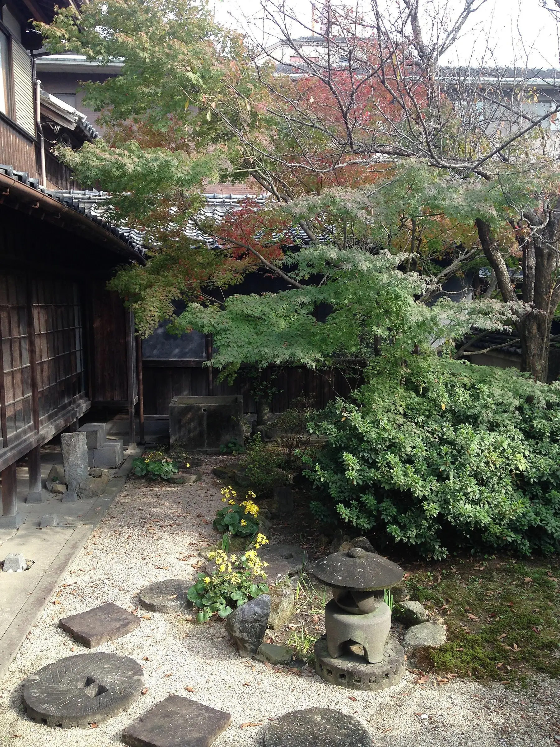 A small enclosed courtyard garden with stepping stones and clipped planting