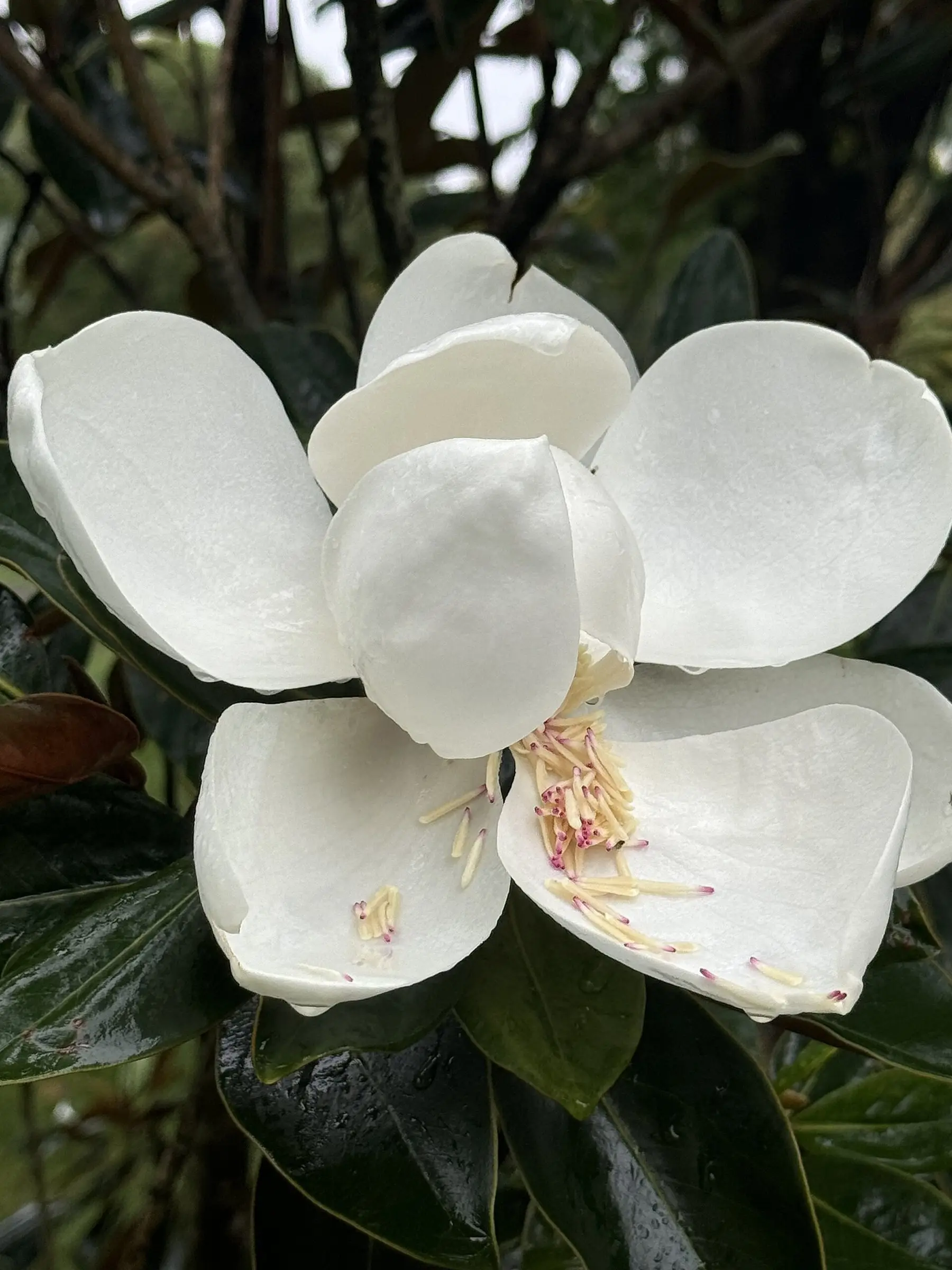 A single creamy southern magnolia flower against glossy dark leaves