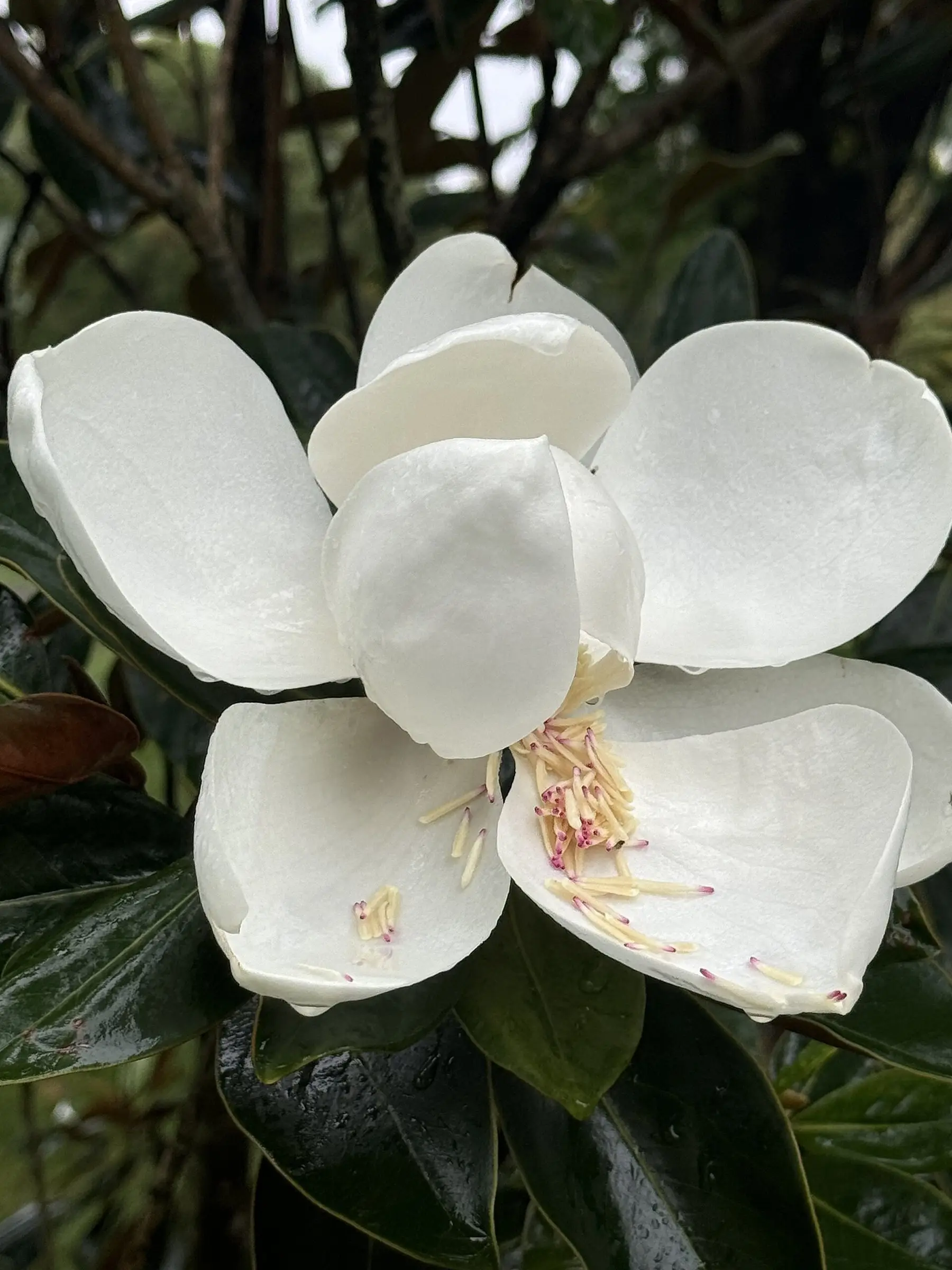 A single creamy southern magnolia flower against glossy dark leaves