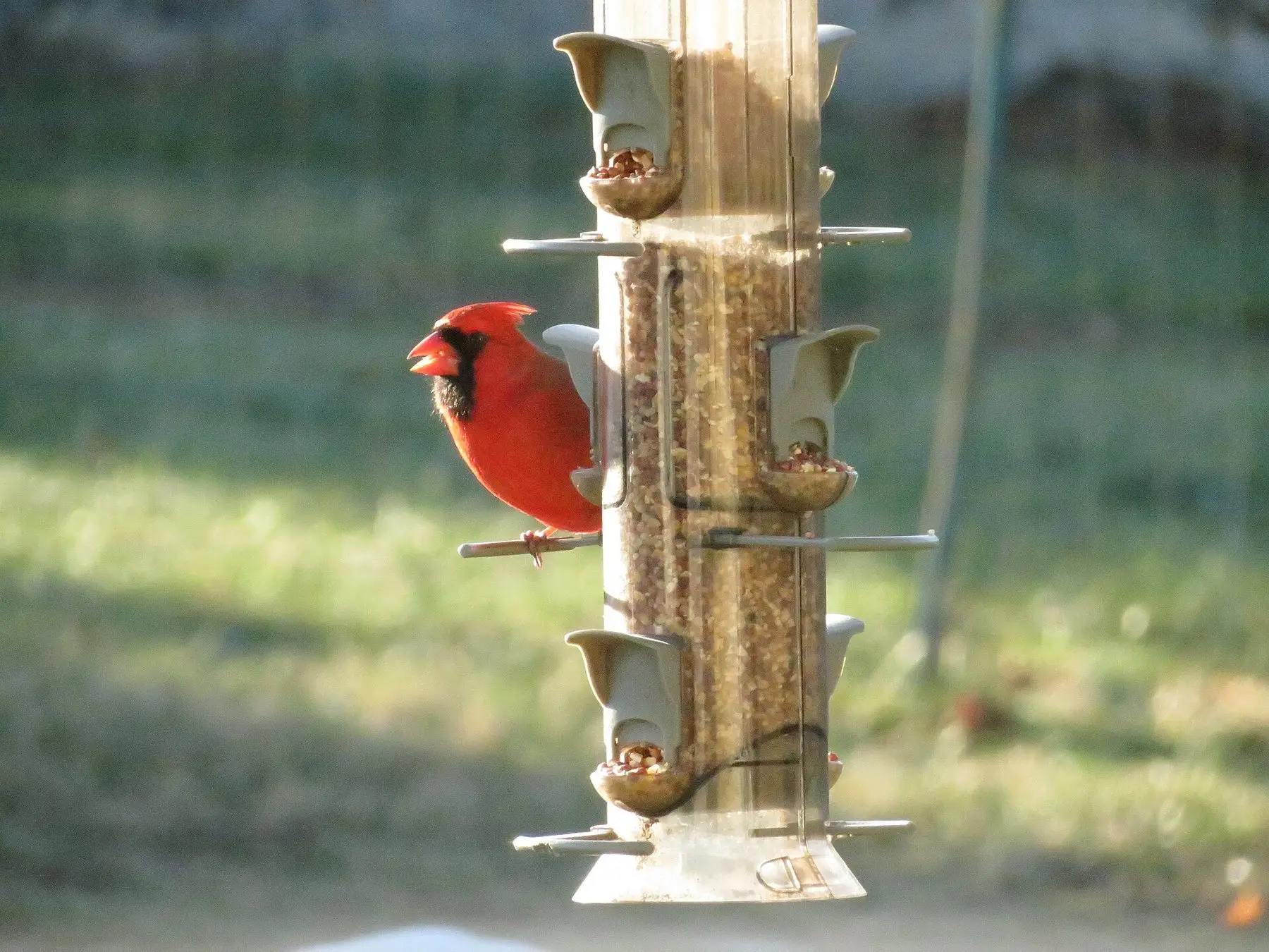 A cardinal feeding at a hanging tube feeder