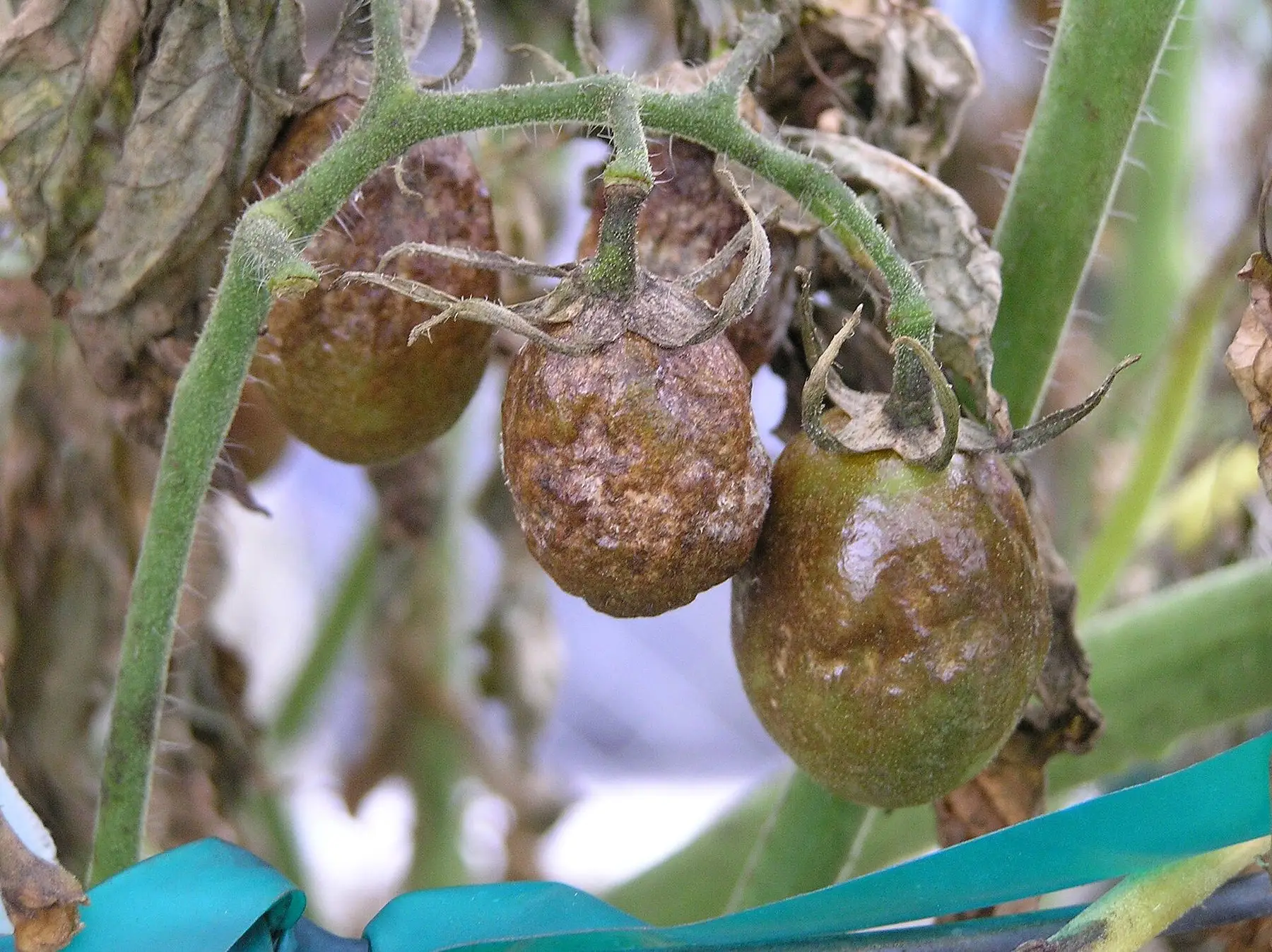 Tomatoes on the vine covered in the greasy brown patches of late blight