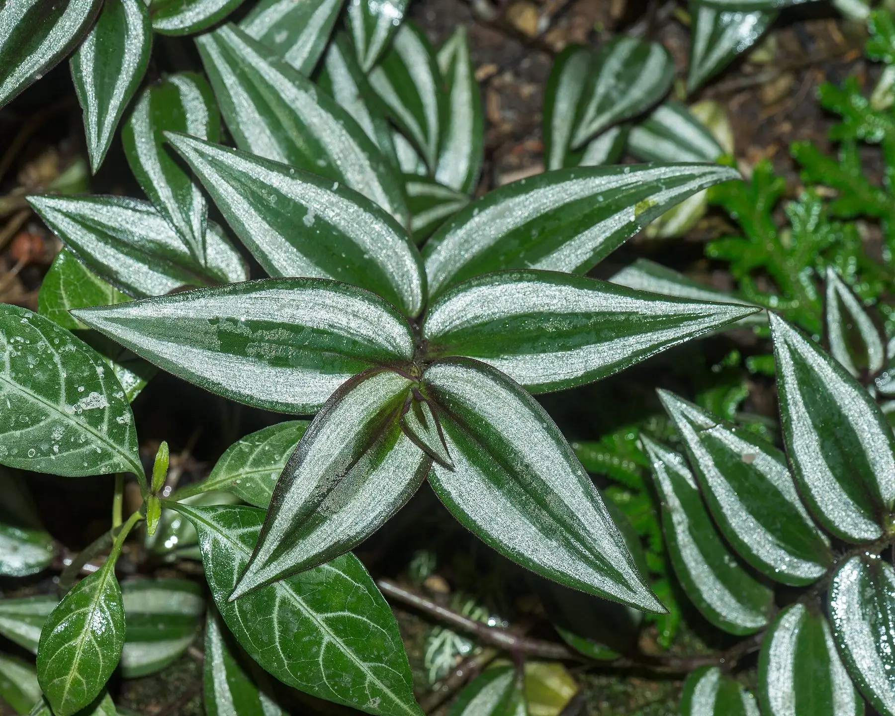Tradescantia zebrina foliage showing its silver-striped leaves