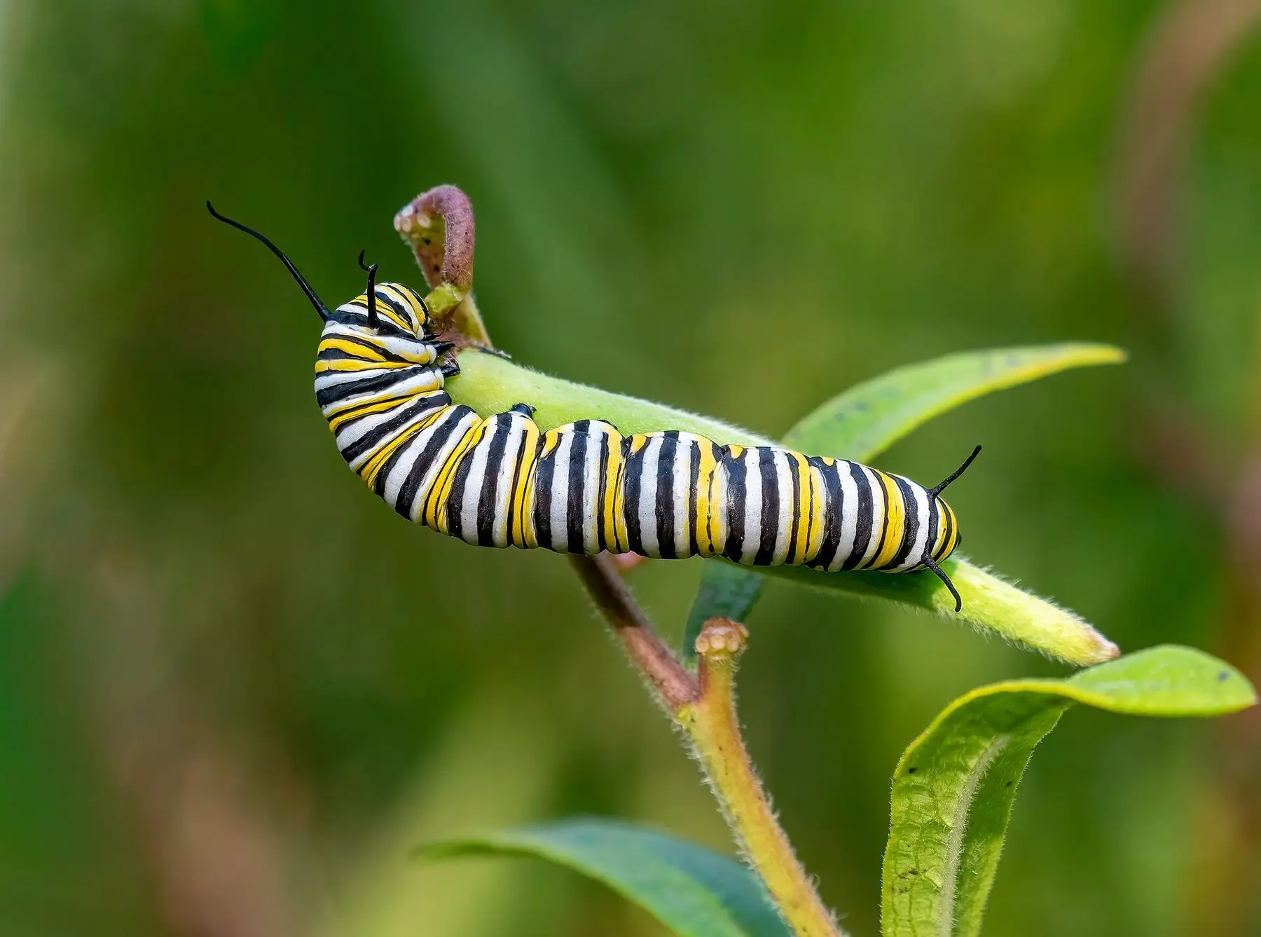 A monarch caterpillar feeding on a milkweed leaf, its only host plant