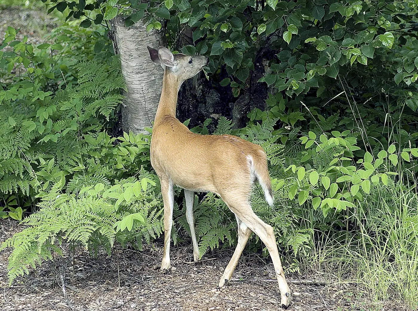 A white-tailed deer grazing on grass and low vegetation