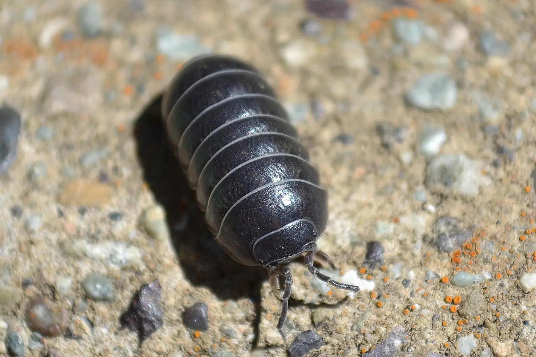 A pill bug walking across damp gravel