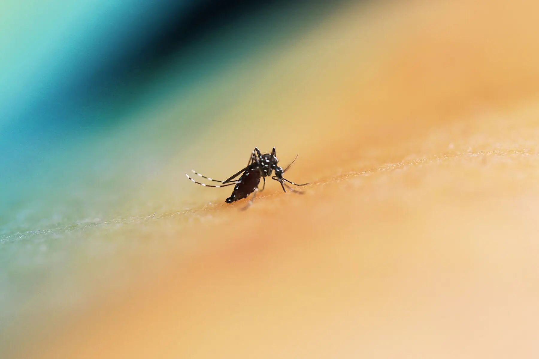 An Aedes mosquito feeding on human skin