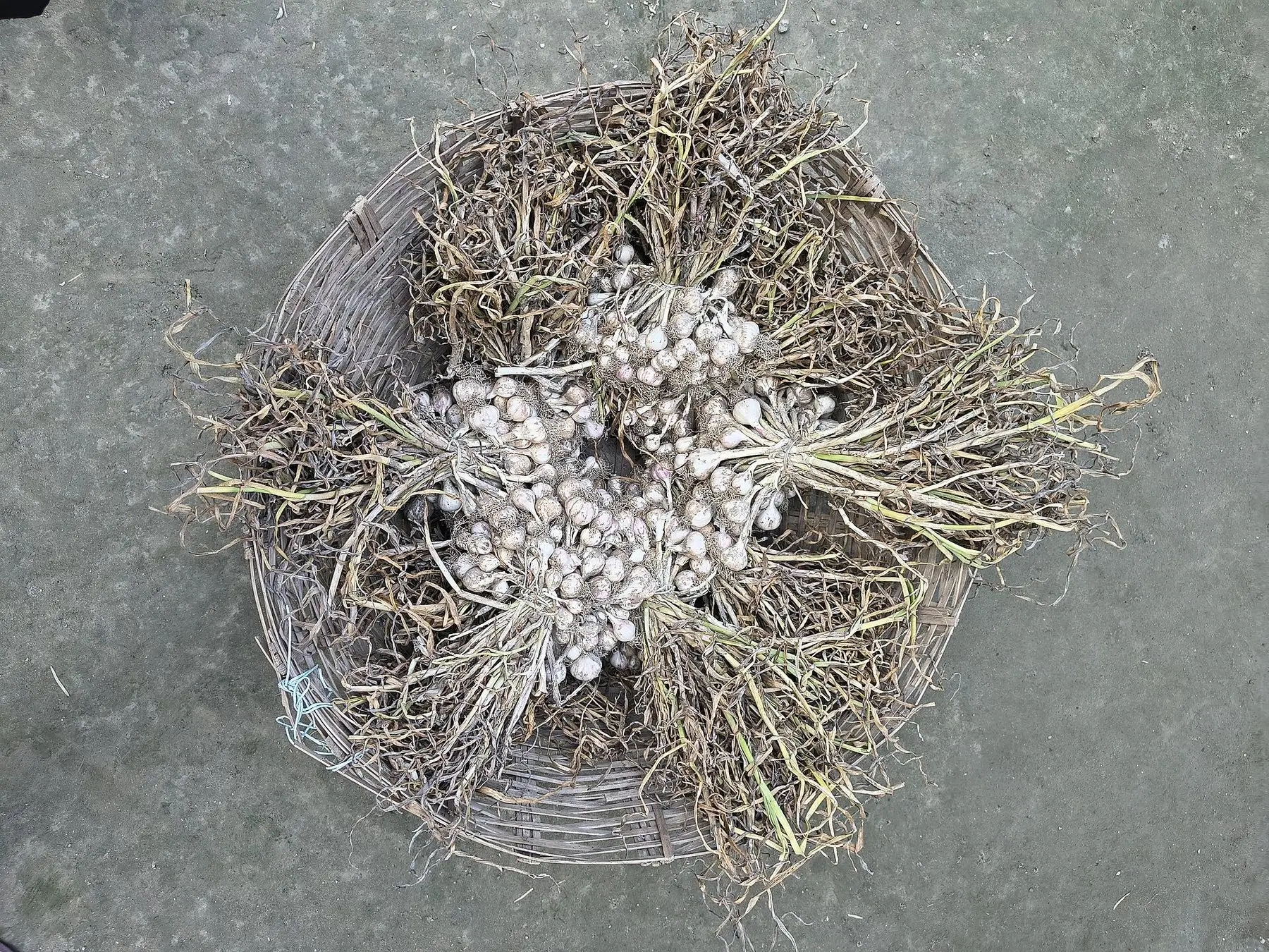 Freshly pulled garlic bulbs still attached to their browned, withered stems