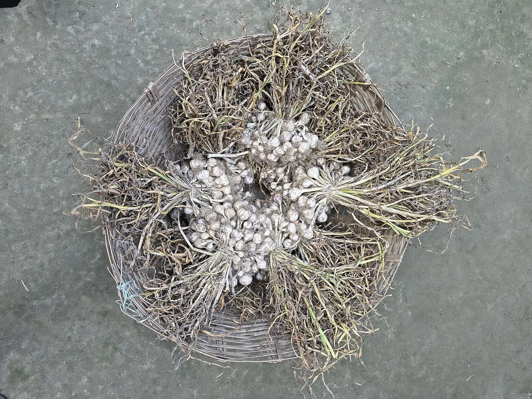Freshly pulled garlic bulbs still attached to their browned, withered stems