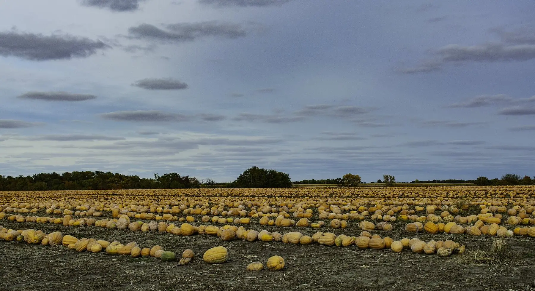 A field of ripe pumpkins lying ready to be lifted