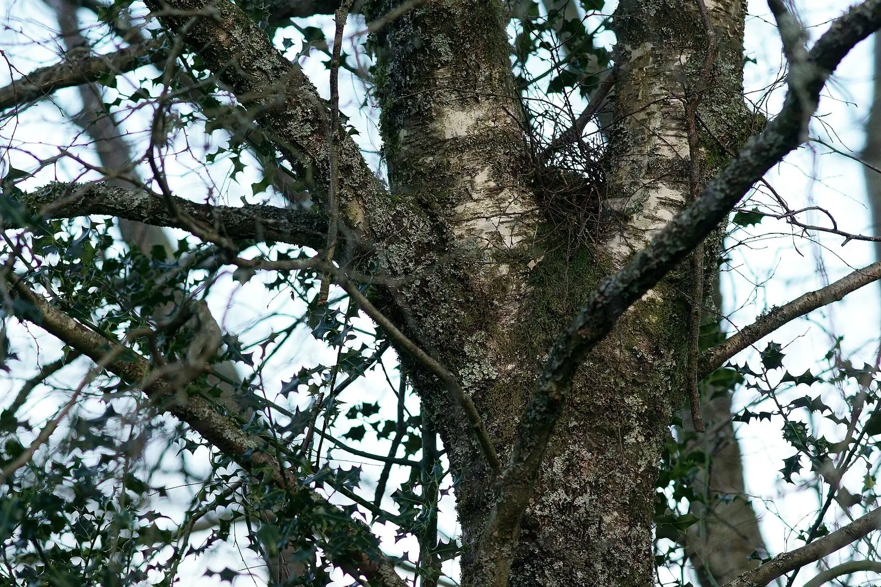 A squirrel's drey nest of leaves and twigs wedged in bare tree branches