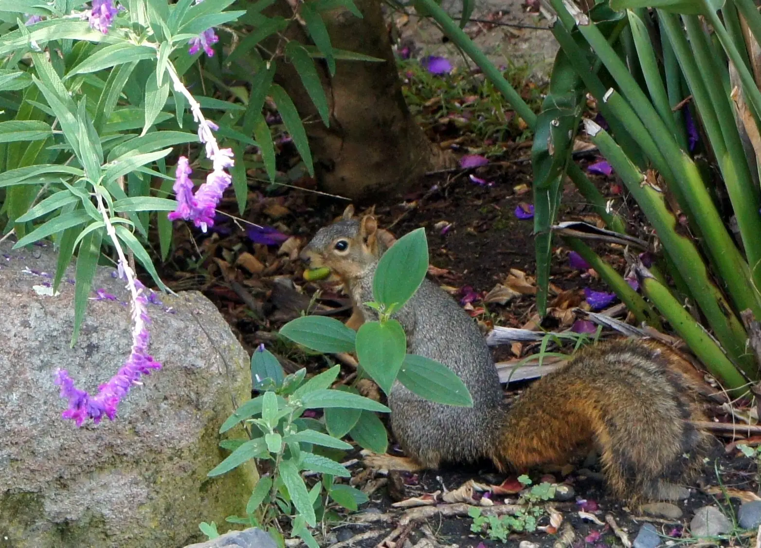 A fox squirrel foraging among flowering plants in a garden bed